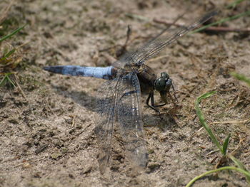 Close-up of dragonfly on field