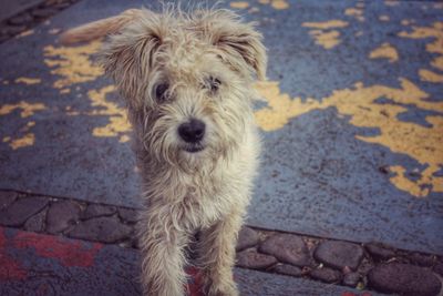 Close-up portrait of dog