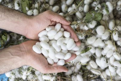 Man's hand holding collection of white silkworm cocoon shells, source of silk thread and silk fabric