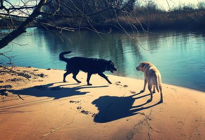 Dog standing in water