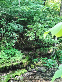 Trees growing in forest