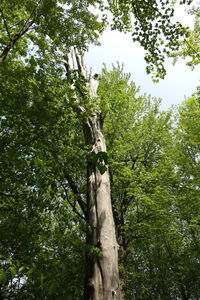 Low angle view of trees in forest