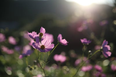 Close-up of pink flowers blooming outdoors