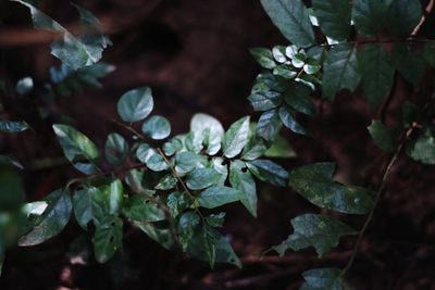 Close-up of fresh green leaves on plant