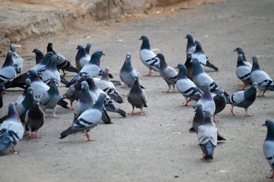 High angle view of pigeons on street