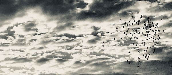 Low angle view of birds flying in sky