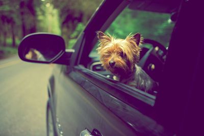 Portrait of dog sitting in car