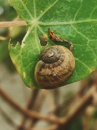 Close-up of snail on leaf