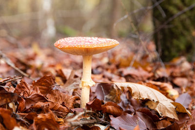 Close-up of mushroom growing on field