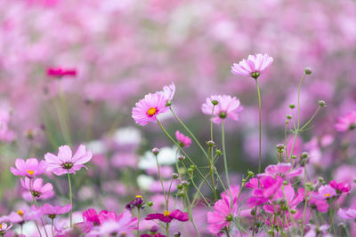 Close-up of purple flowering plant