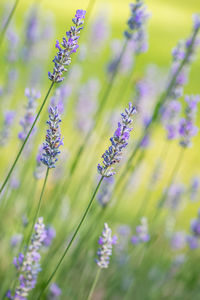 Lavender plant in a summer garden