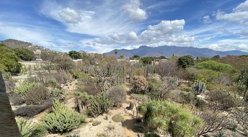 Oaxaca cactus