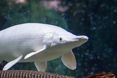 Close-up of fish swimming in sea