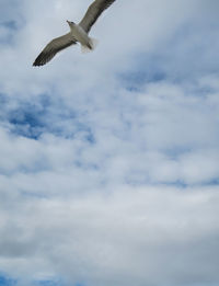 Low angle view of seagull flying in sky