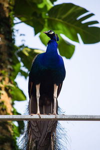Low angle view of bird perching on plant