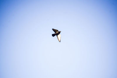 Low angle view of seagull flying in sky