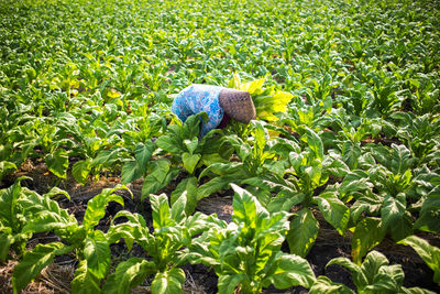 Woman amidst plants in farm