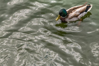 High angle view of duck swimming in lake