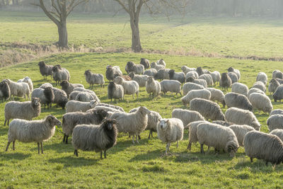 Flock of sheep on field