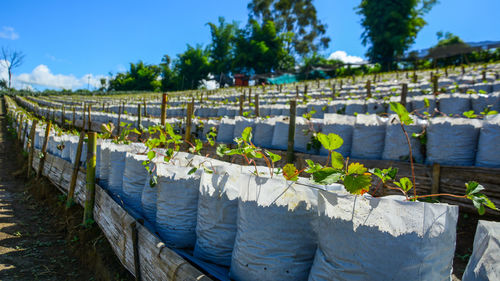 Strawberry plants growing at farm on sunny day