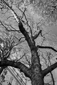 Low angle view of bare trees against sky