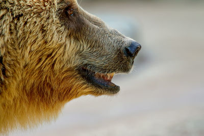 Close-up of grizzly bear