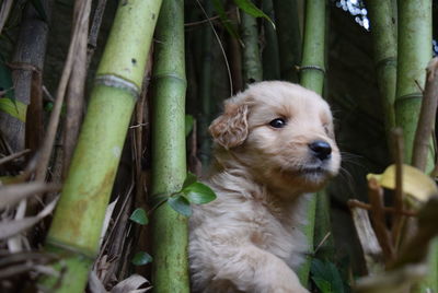 Close-up of dog amongst bamboo