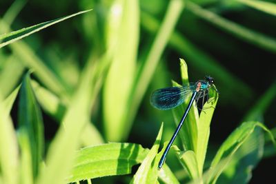 Close-up of insect on a plant