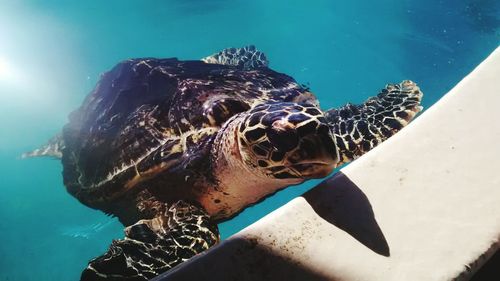 High angle view of turtle in pool