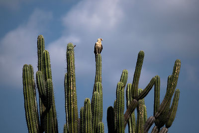 Close-up of plants against sky