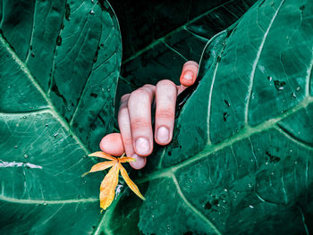 Close-up of hand holding leaves