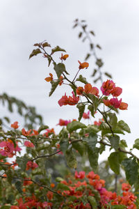 Close-up of red flowering plant against sky