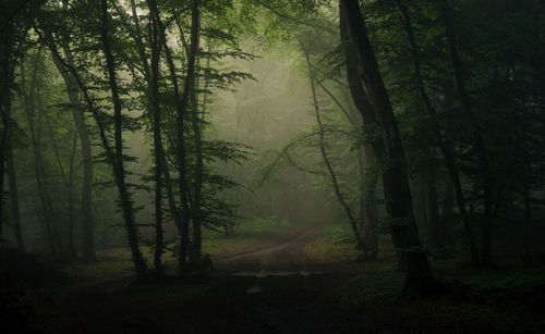 Misty morning in the hoia forest, one of the most haunted forest in europe