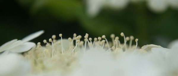 Close-up of plant against blurred background