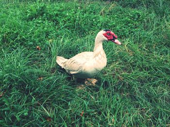 Duck on field