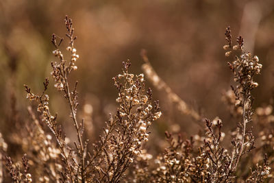 Close-up of wilted plant on field