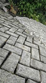 Cat on cobblestone