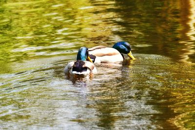 View of ducks swimming in lake