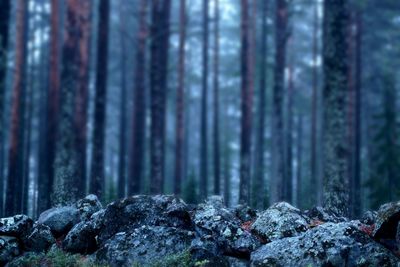 Trees in forest