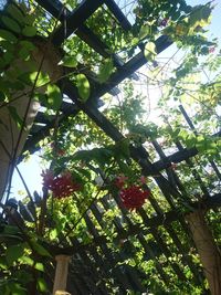 Low angle view of tree against plants