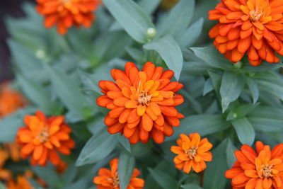 Close-up of orange marigold flowers