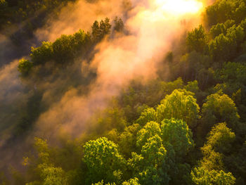 Enchanting sunrise mist over majestic forest in northern europe