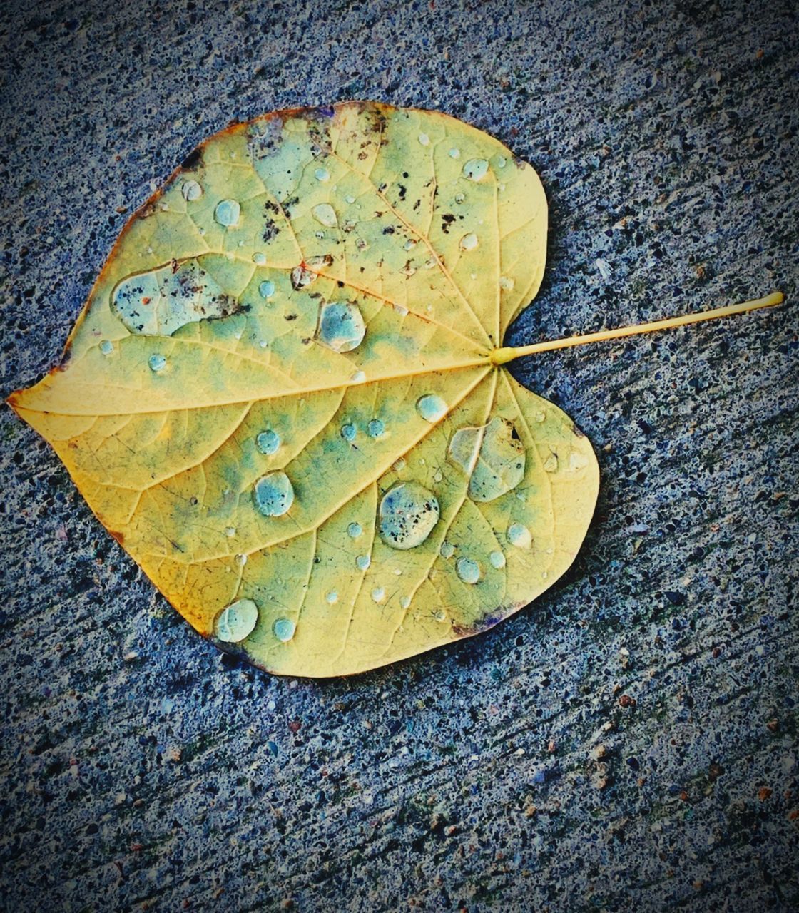 HIGH ANGLE VIEW OF WET YELLOW LEAVES