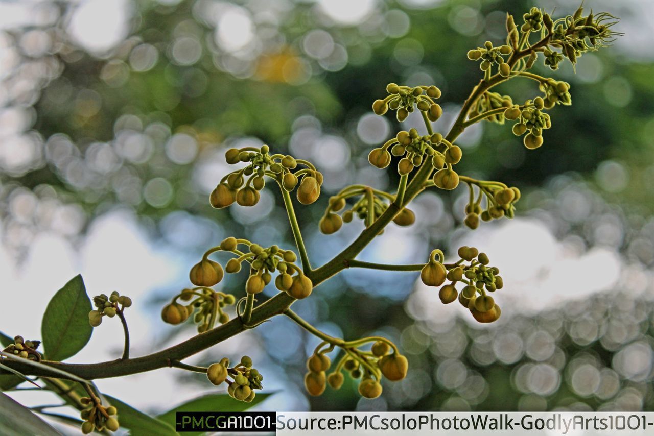 LOW ANGLE VIEW OF FRESH LEAVES ON PLANT