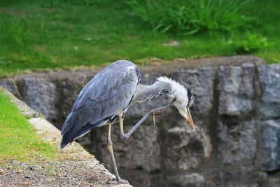 Side view of gray heron on retaining wall