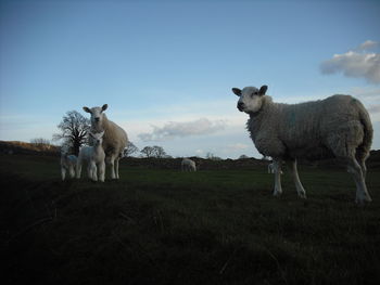 Sheep standing on field against sky