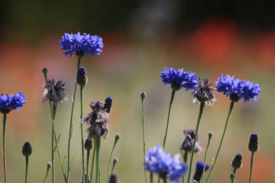 Close-up of purple flowering plants on field