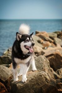 Dog looking away on rock in sea