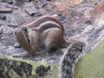 Close-up of an animal on rock