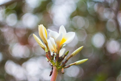 Close-up of white flowering plant
